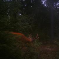 Buck Coming Into The Minerals