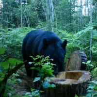 Black Bear Checks The Bait