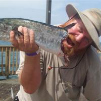 Sharked King Mackerel