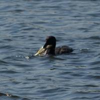 Loon Eats Crappie