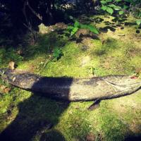 Snakehead fish bowie 10lbs