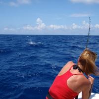 The fight is on! (Key West)