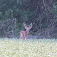 Southern Wisconsin Whitetail