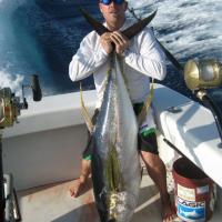 Yellow Fin Tuna during a Tournament