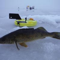 Tip Up Walleye
