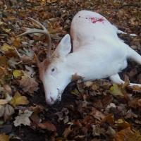 Albino Buck 20131110 083134