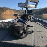 Fishing Dog