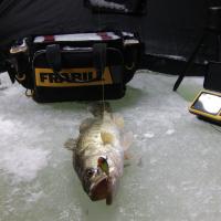 Iceing Large Mouth Bass