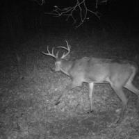 Buck Works a Scrape