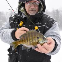 Bull Bluegill on the Ice