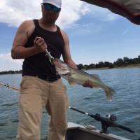 Walleye