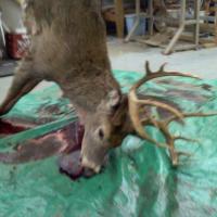 2012 - 14 Point Monster - Grandpas Buck