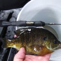 Nice Gill On The St. Croix