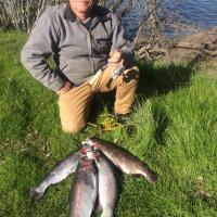 Nice Rainbow Trout