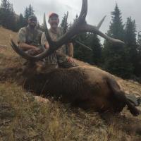 Harvested Elk Bull 2016