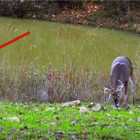Buck Stalker