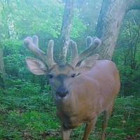 Horn Growth