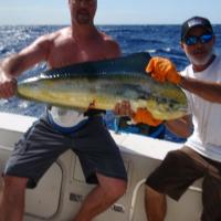 Dolphinfish in Key West