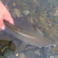 Brook Trout