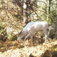 Albino Buck