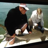Shark