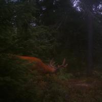 Buck in Full Velvet Checking Out the Big Buck Magnet