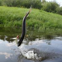 Fish Smokes a Livid Fish