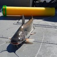Blue Cat on The Rod-N-Bobb's Fish'n Noodle