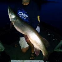 Nice Lake Of The Woods Musky