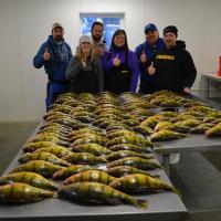 Limits of Big Perch With The Perch Patrol