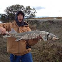 Sturgeon Fishing