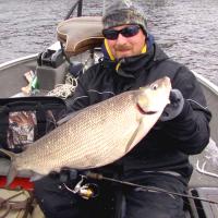 Giant Rainy River Whitefish