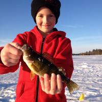 Jigging Up Perch