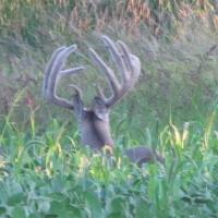 Big Buck