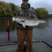 Big Old Striper Bass