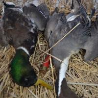 Ducks in Missouri Bootheel IYFMalPin
