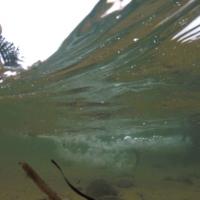 Albie Fish Release