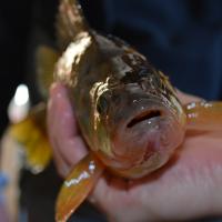 Hello; Big Perch