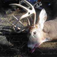 Randall's Nice Buck