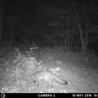 Fox Snooping Around at night