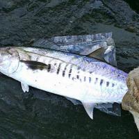 Mackerel