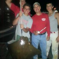 Cow nose ray - South Jersey