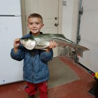 Mike's 27 inch Bass
