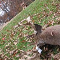 My dbl drop tine buck