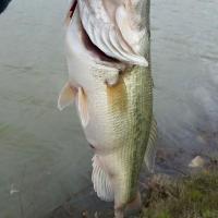 bass 9