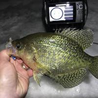 Crappie After Dark