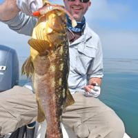 Calico Bass