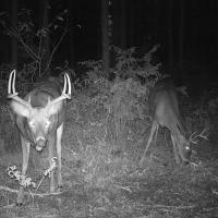 Big Buck Magnet Brings Em In