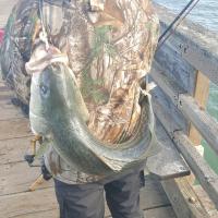 Stipe Bass
