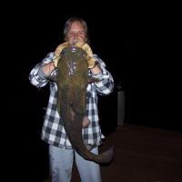 Nice Catfish